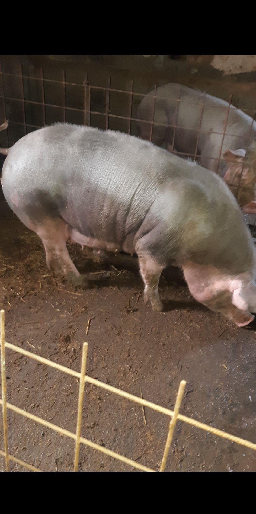 SCROAFĂ GESTANTĂ CU PIETRAIN PUR!!!