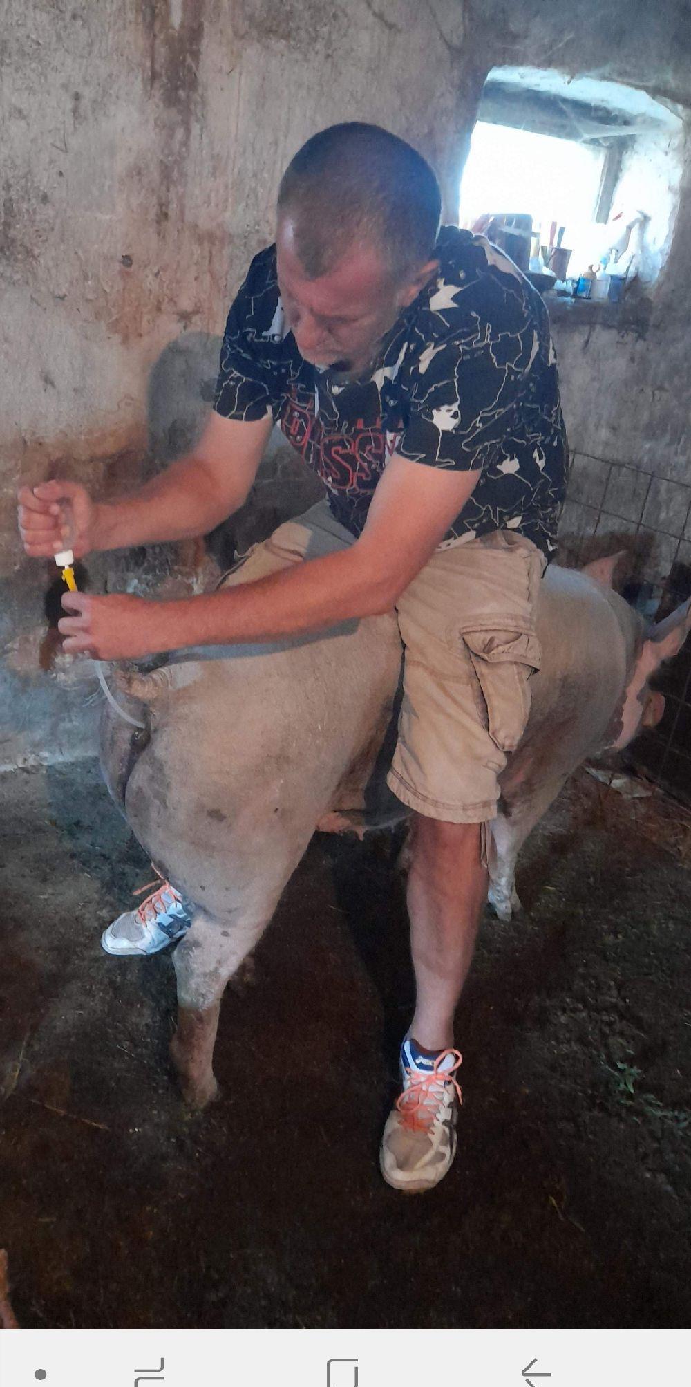 SCROAFĂ GESTANTĂ CU PIETRAIN PUR!!!