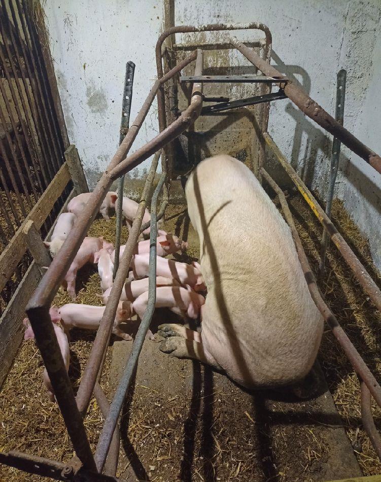 scroafa prima fatare cu 11 purcei si vier