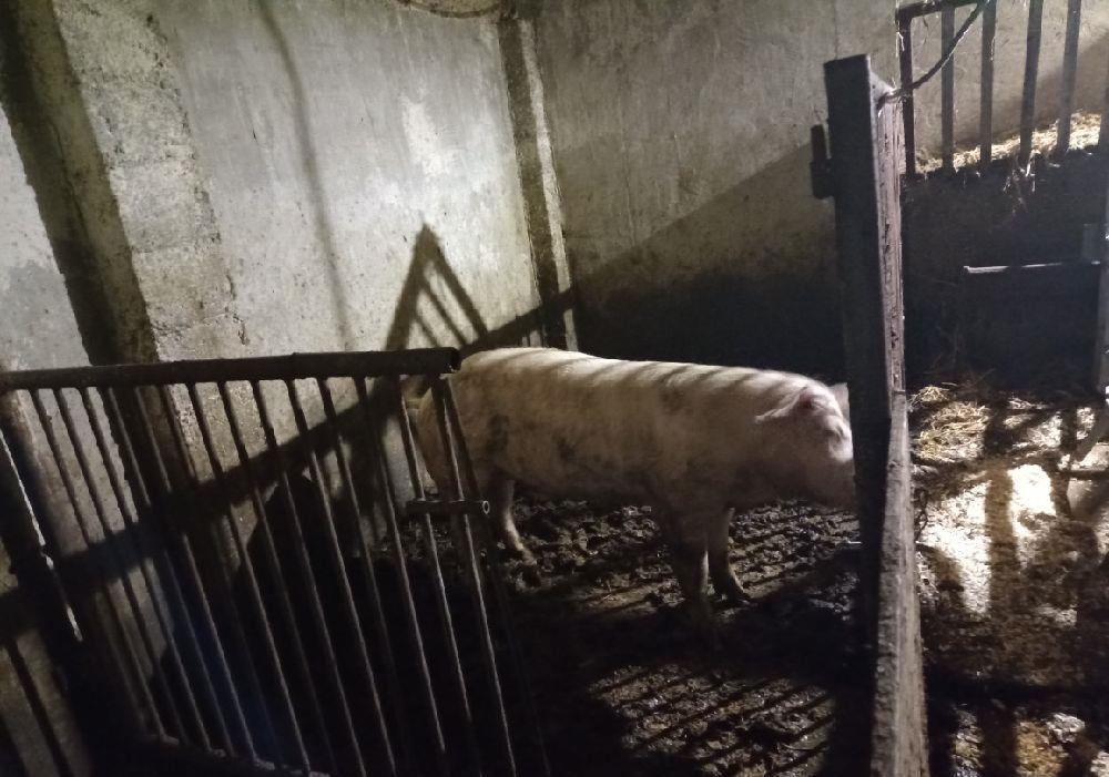 scroafa prima fatare cu 11 purcei si vier