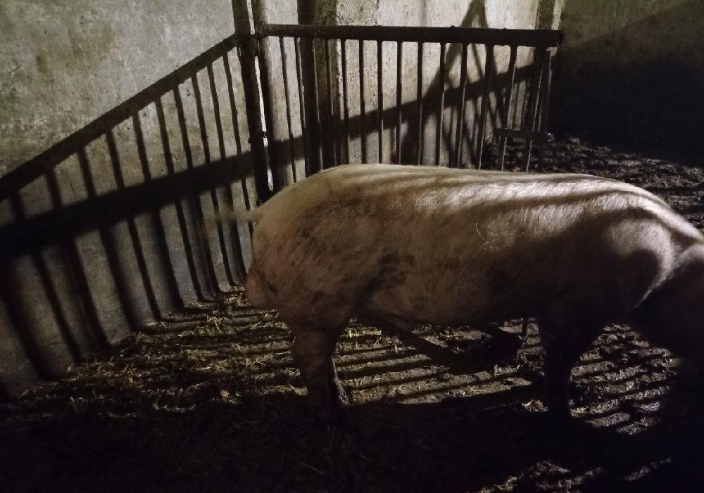 scroafa prima fatare cu 11 purcei si vier