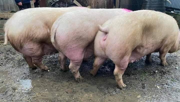 Scroafe / Porci 300-400 de kg