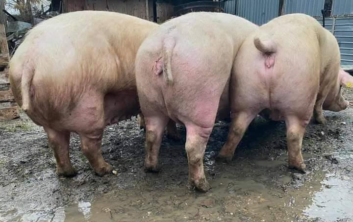 Scroafe / Porci 300-400 de kg
