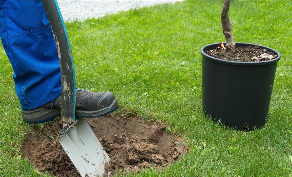 Servicii amenajare spatii verzi, gazon, pomi