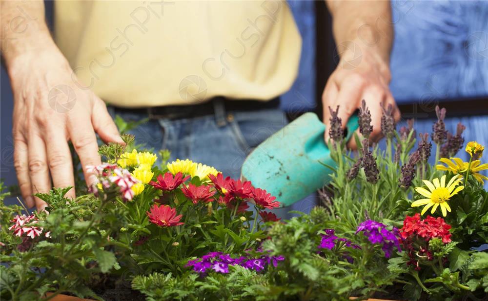 Servicii amenajare spatii verzi, gazon, pomi
