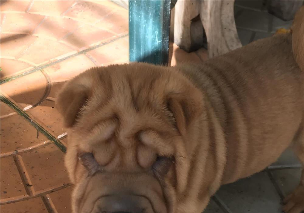 Shar Pei