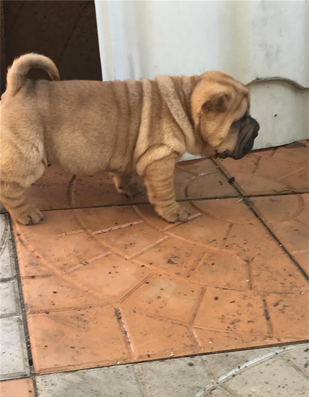 Shar Pei
