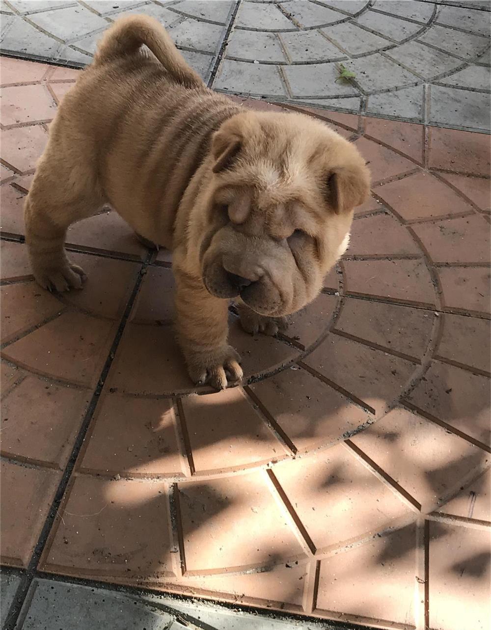 Shar Pei