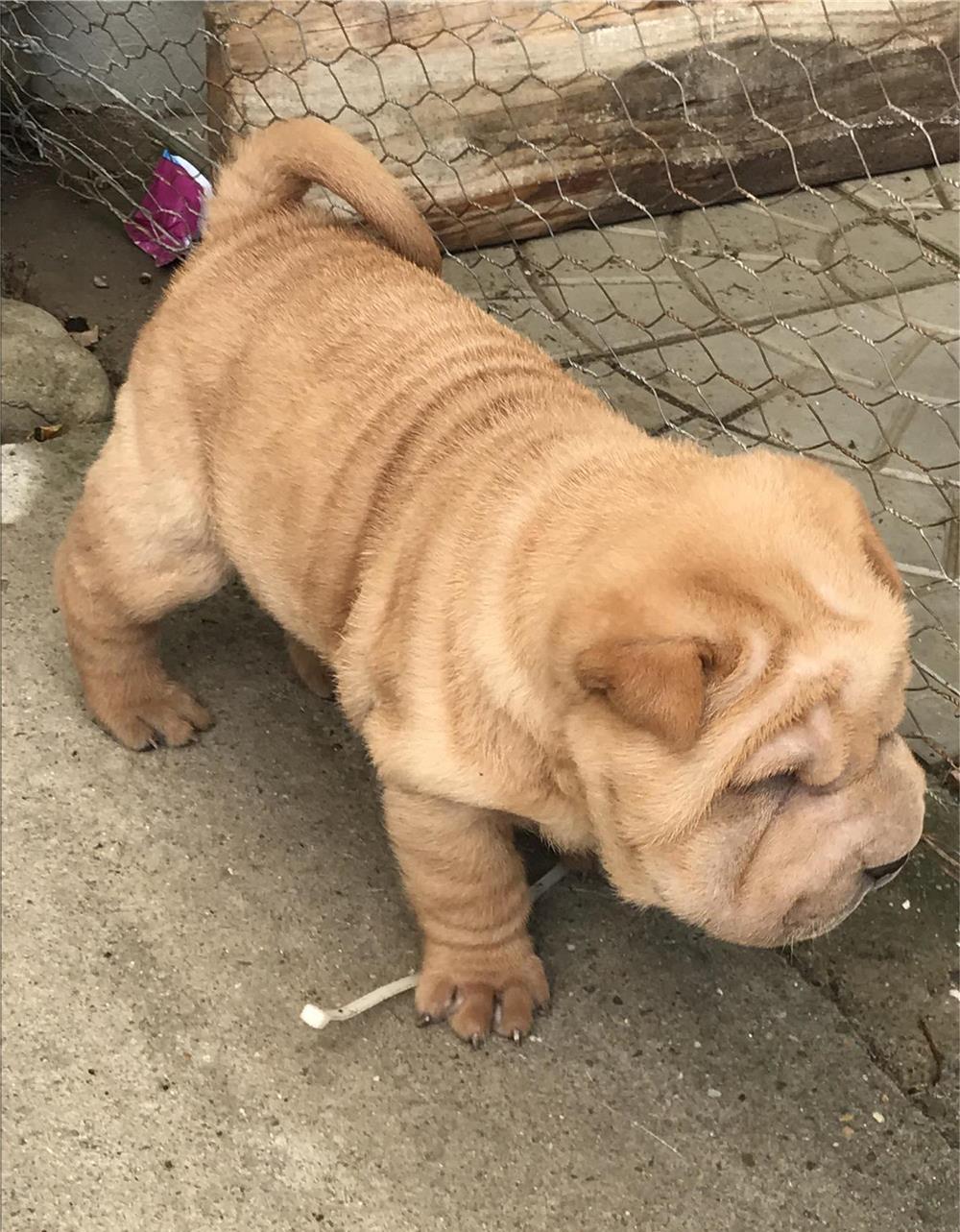 Shar Pei