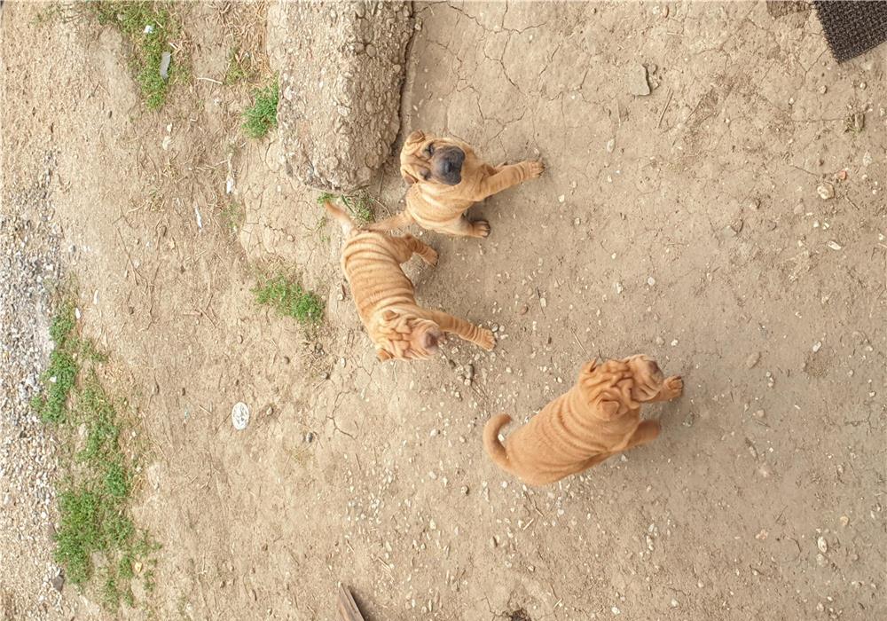 Sharpei de vanzare