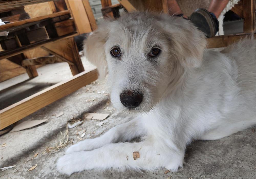 Sheila pentru adoptie
