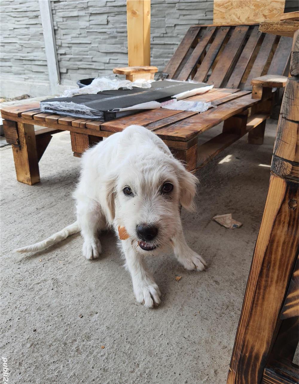 Sheila pentru adoptie