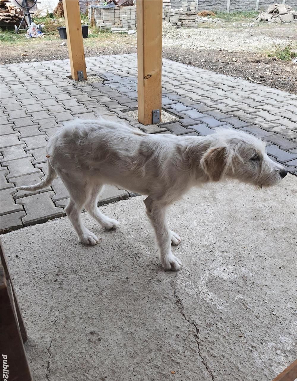 Sheila pentru adoptie
