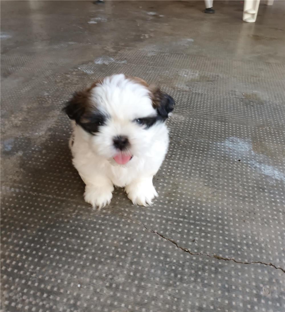 Shi-tzu