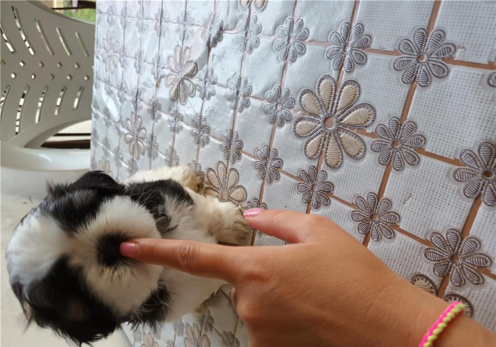 Shi-tzu