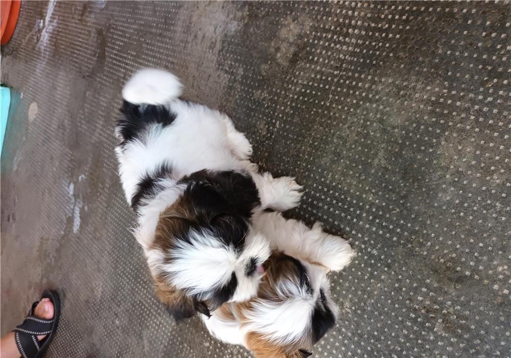 Shi-tzu