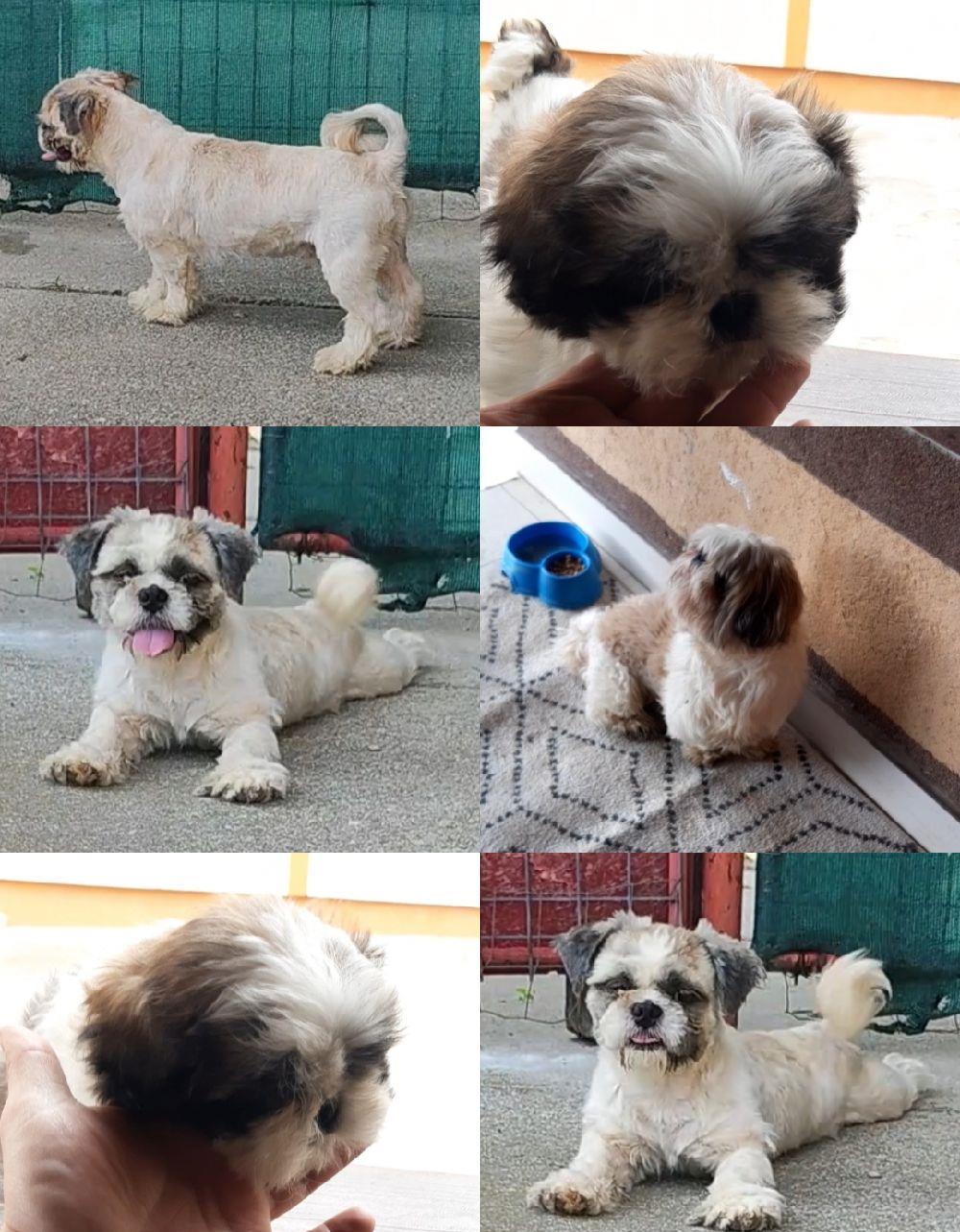 shih tzu ajut cu transport în țară