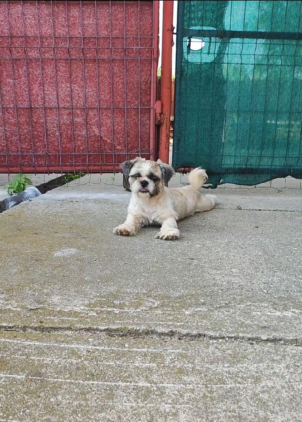 shih tzu ajut cu transport în țară