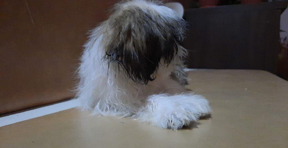 shih tzu de calitate
