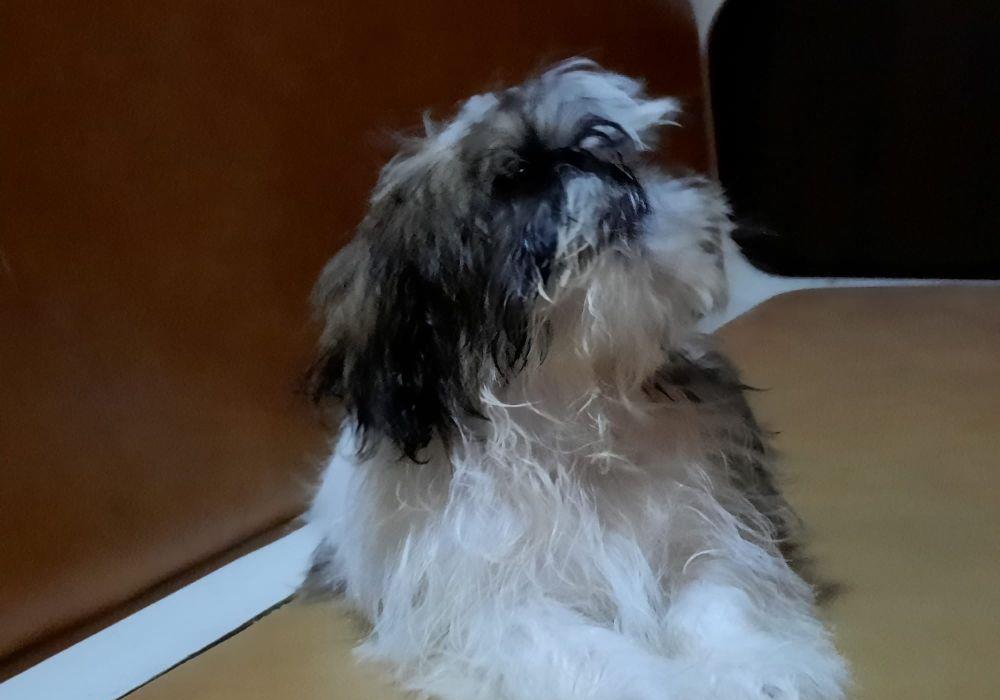 shih tzu de calitate