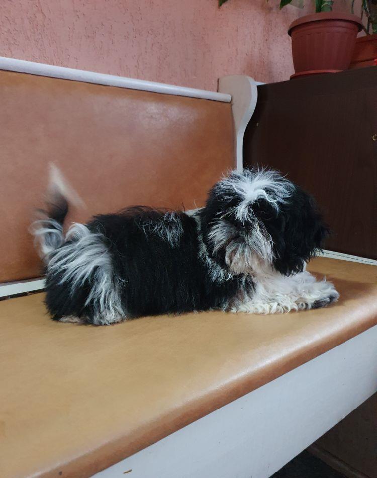 shih tzu de calitate