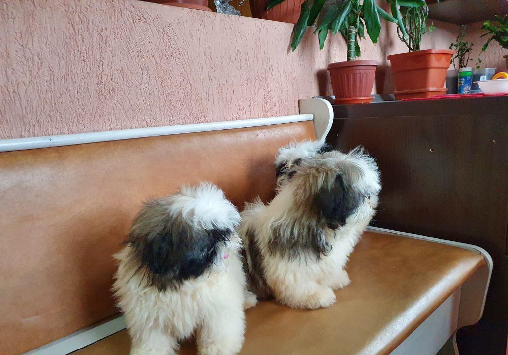 shih tzu de calitate