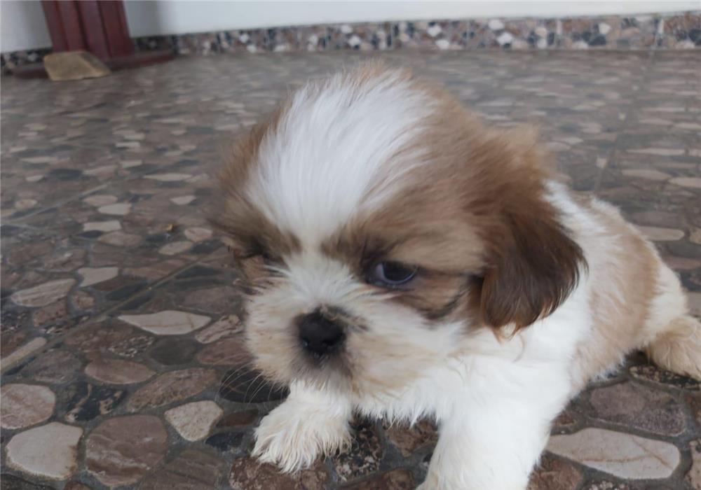 Shih-tzu de vânzare