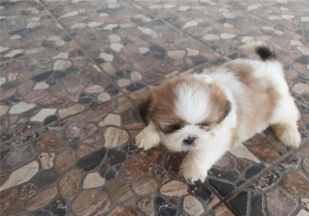 Shih-tzu de vânzare