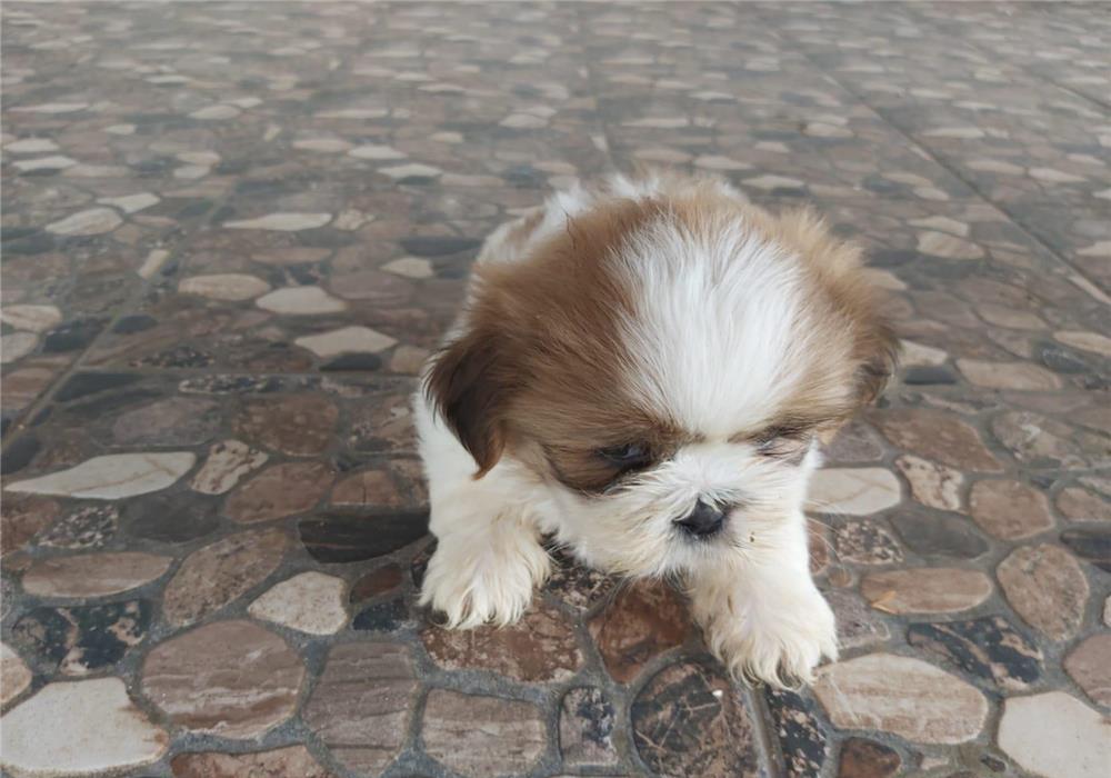 Shih-tzu de vânzare