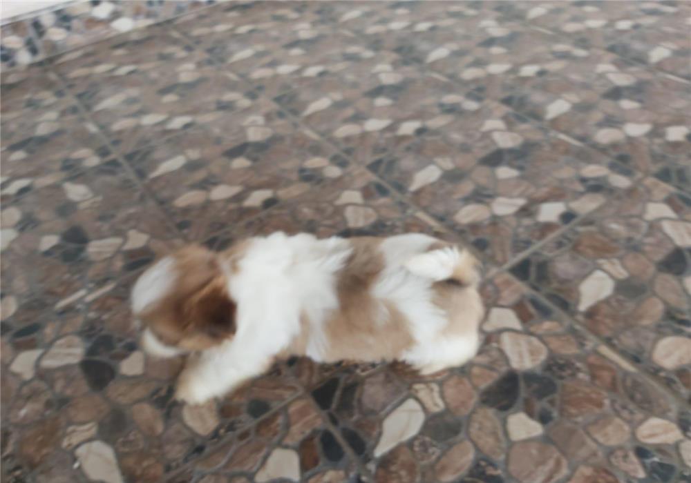 Shih-tzu de vânzare