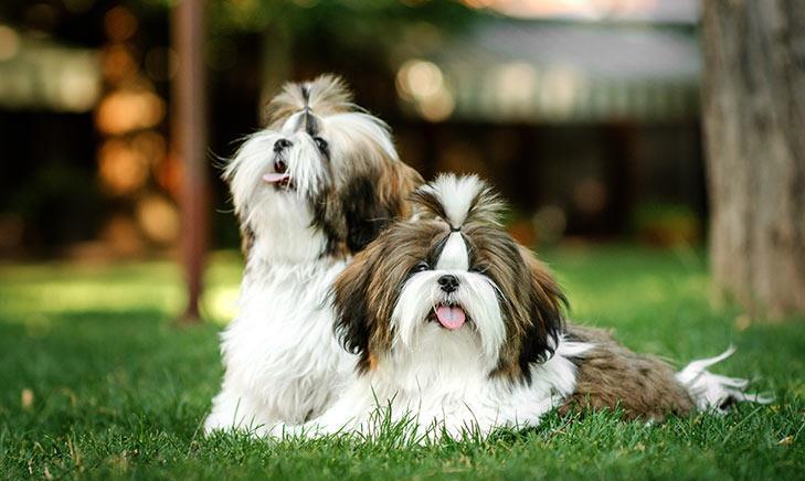 Shih-Tzu genetic de top - din canisa autorizata la standarde europene