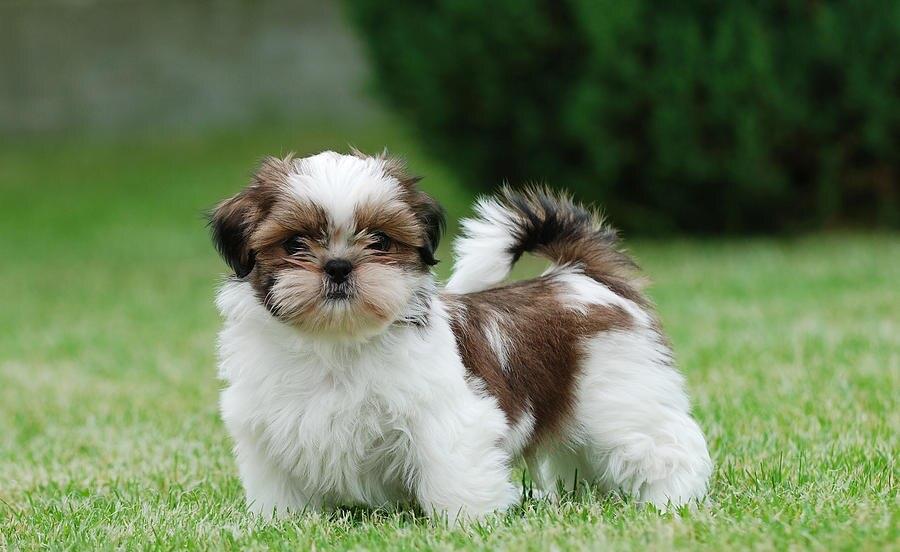 Shih-Tzu genetic de top - din canisa autorizata la standarde europene