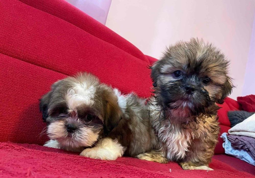 Shih tzu rasa pura cu pedigree