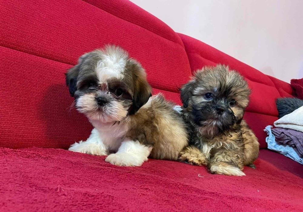 Shih tzu rasa pura cu pedigree