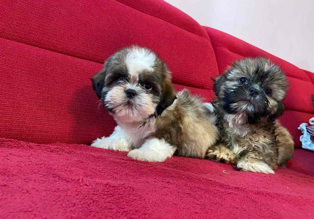 Shih tzu rasa pura cu pedigree