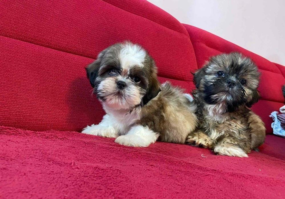 Shih tzu rasa pura cu pedigree