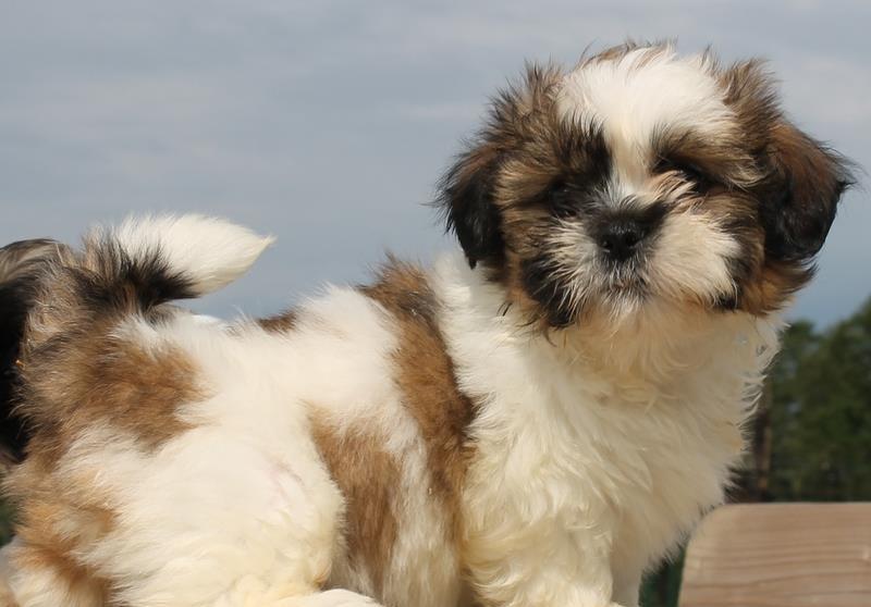 Shih-Tzu talie toy, bicolori, 8 saptamani