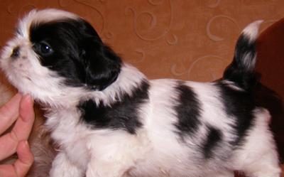 Shih-Tzu talie toy, bicolori, 8 saptamani