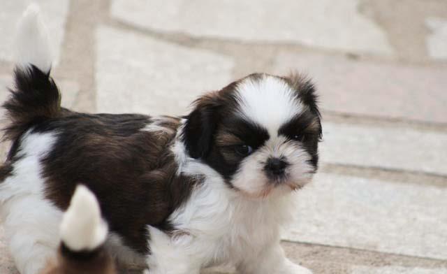 Shih-Tzu talie Toy, părinți cu pedigree tip A