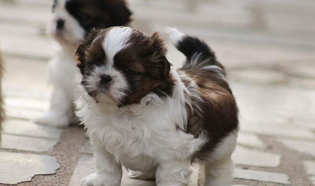 Shih-Tzu talie Toy, părinți cu pedigree tip A