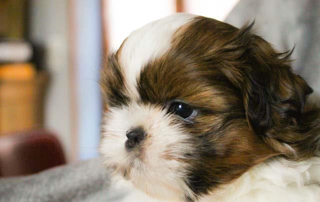Shih-Tzu talie Toy, părinți cu pedigree tip A