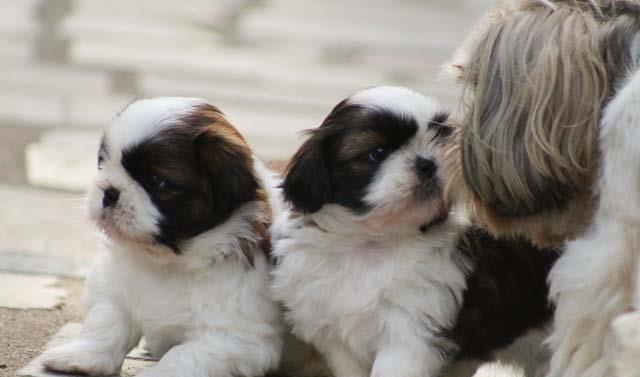 Shih-Tzu talie Toy, părinți cu pedigree tip A