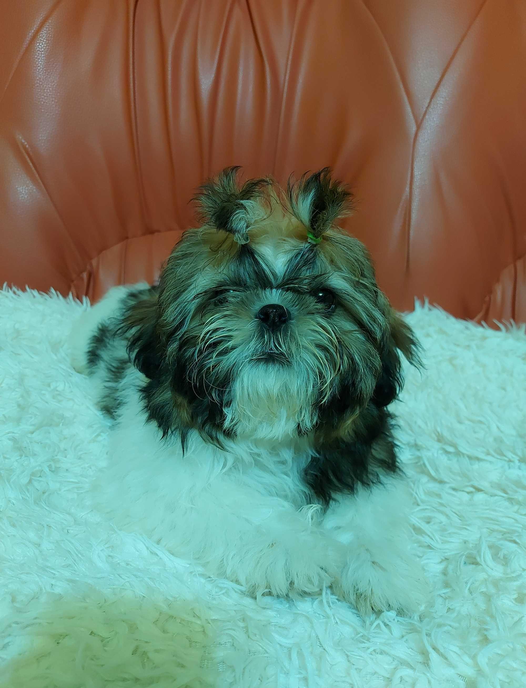 Shihtu tricolor 4 luni