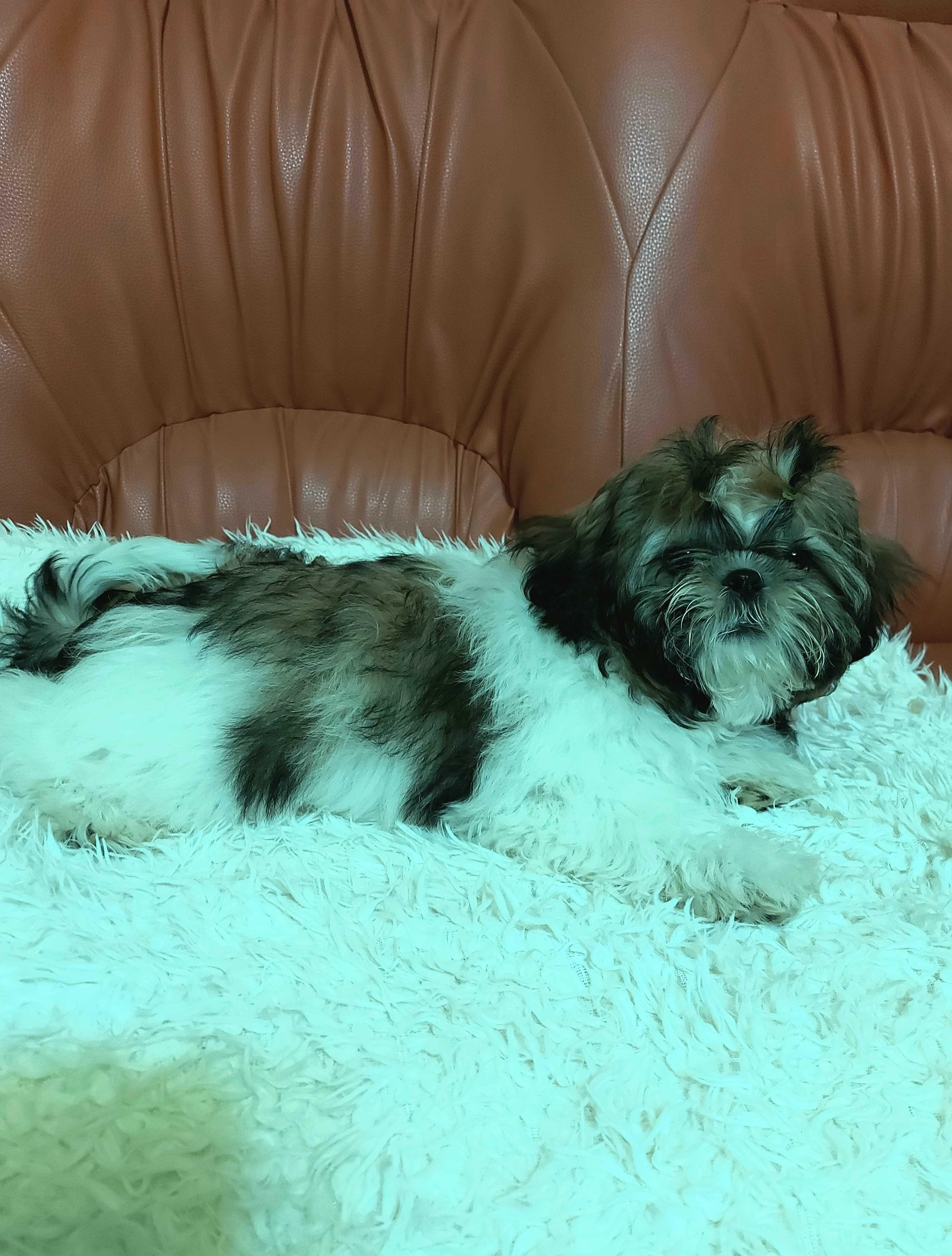 Shihtu tricolor 4 luni