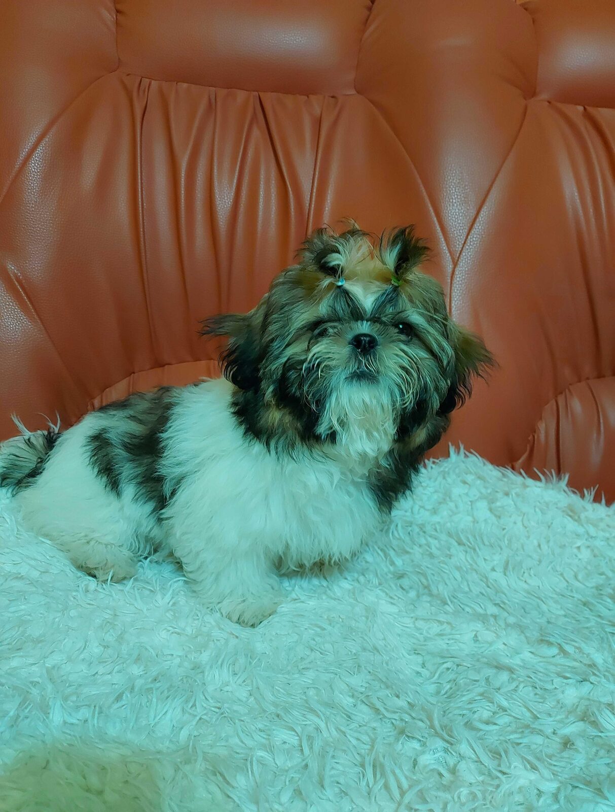 Shihtu tricolor 4 luni