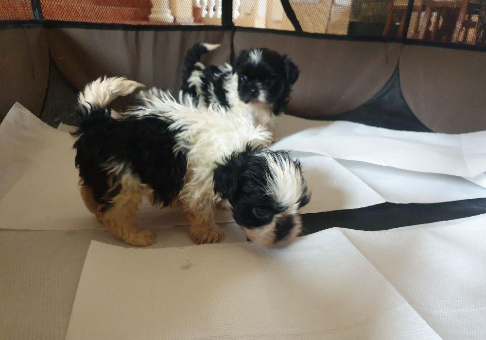 Shihtzu alb cu negru