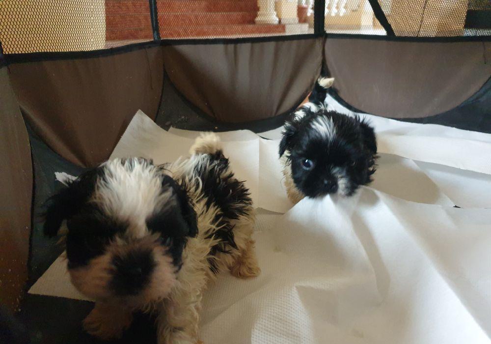 Shihtzu alb cu negru