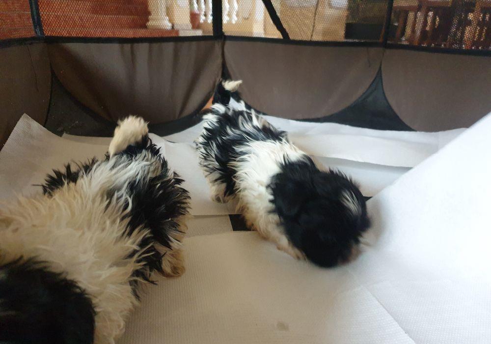 Shihtzu alb cu negru
