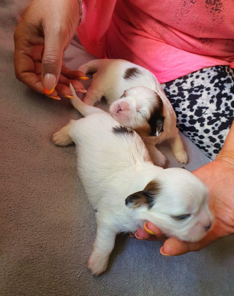 Shihtzu original