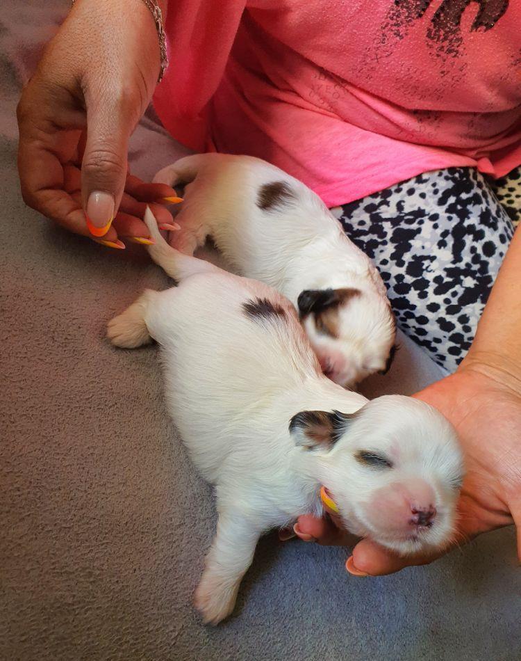 Shihtzu original